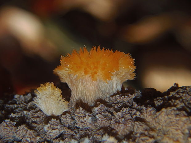 žilnačka oranžová Phlebia radiata Fr.