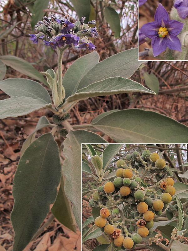 ľuľok Solanum mauritianum