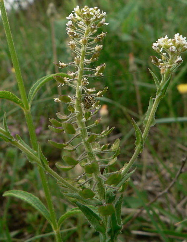 žerucha poľná - řeřicha chlumní Lepidium campestre (L.) R. Br.
