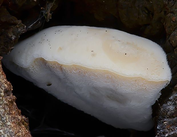 penovec obyčajný Sarcodontia spumea (Sowerby) Spirin