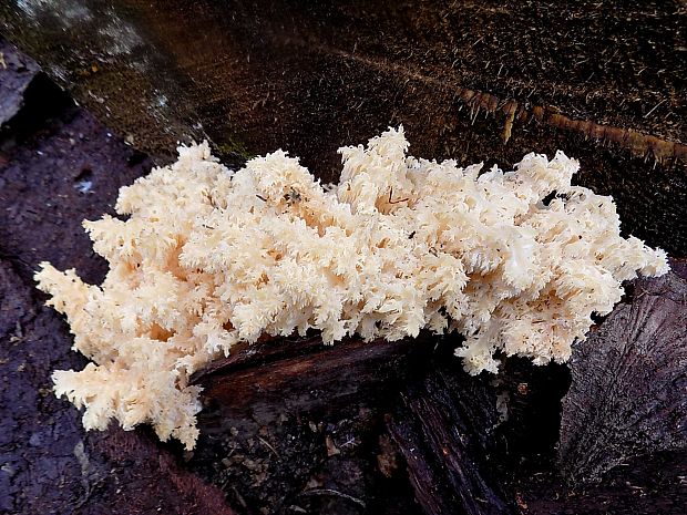 koralovec jedľový Hericium alpestre Pers.