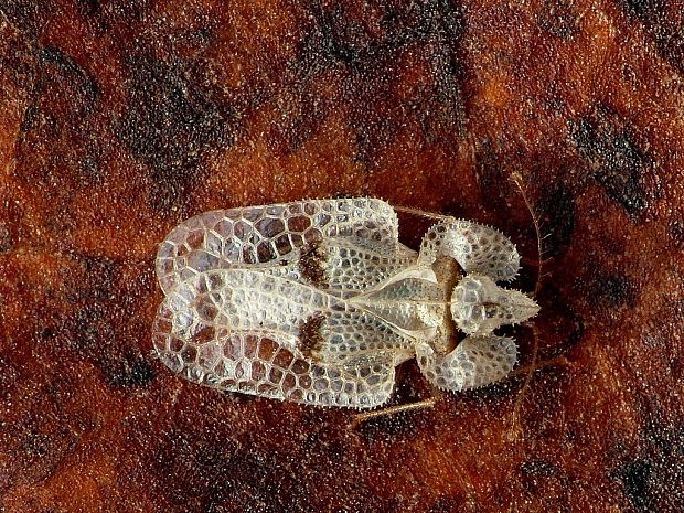 sietnička platanová (sk) / síťnatka platanová (cz) Corythucha ciliata Say, 1832