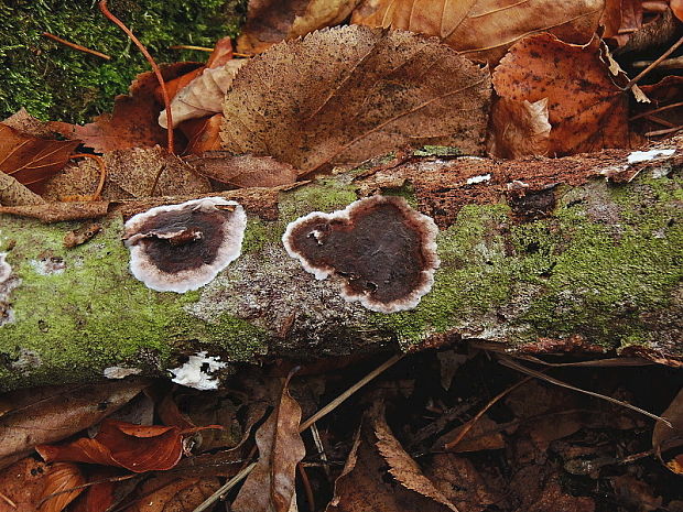 peniofóra lipová Peniophora rufomarginata  (Pers.) Bourdot & Galzin