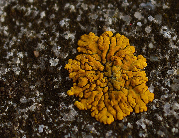 krásnica žltá Calogaya decipiens (Arnold) Arup, Frödén & Søchting