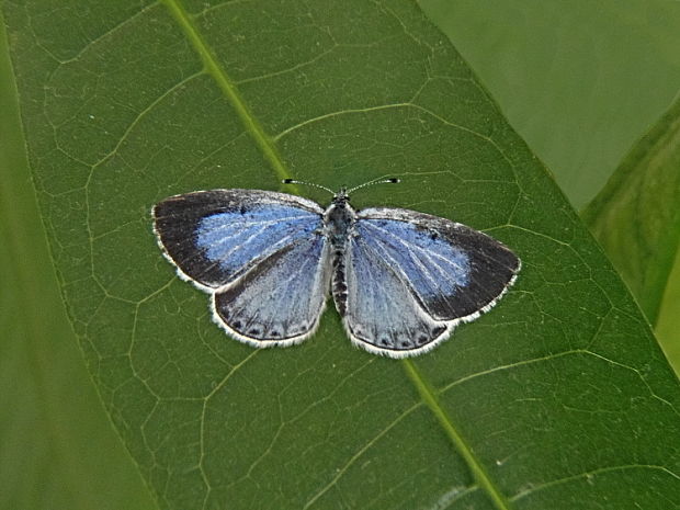 modráčik krušinový   /   modrásek krušinový Celastrina argiolus Linnaeus, 1758