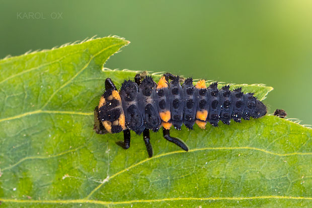 lienka sedembodková (larva) Coccinella septempunctata