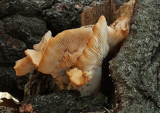 strmuľkovec drevný Ossicaulis cf. lignatilis (Pers.) Redhead & Ginns