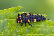 lienka sedembodková (larva)