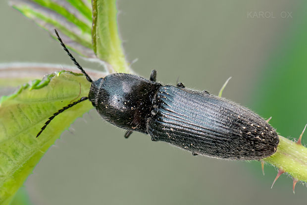 kováčik čierny  Hemicrepidius niger (cf.)