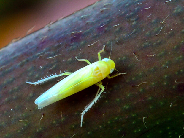 cikádočka lúčna Emelyanoviana mollicula  (Cicadellidae)