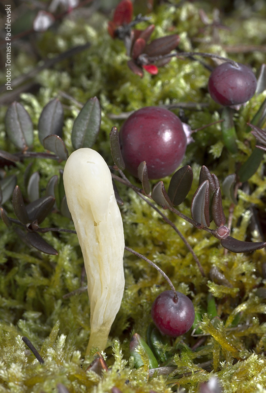 kyjačik Clavaria argillacea var. sphagnicola Corner