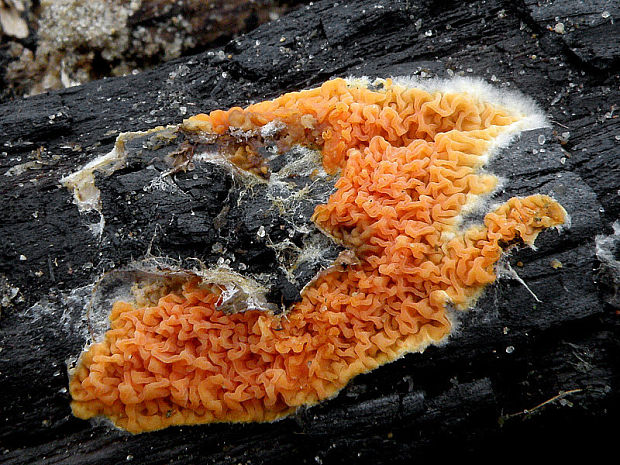 povlačník oranžový Leucogyrophana mollusca  (Fr.) Pouzar