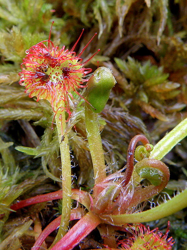 rosička okrúhlolistá Drosera rotundifolia L.