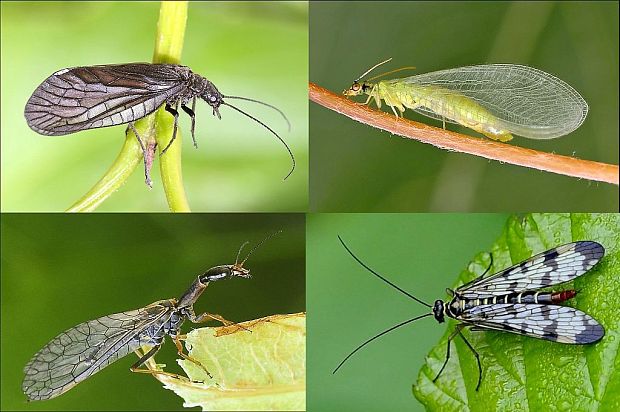 hmyz II Insecta