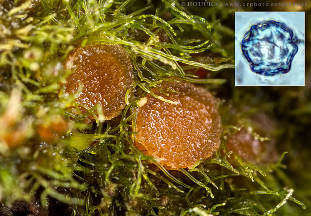 lesklospórka krúžkovaná Lamprospora annulata Seaver