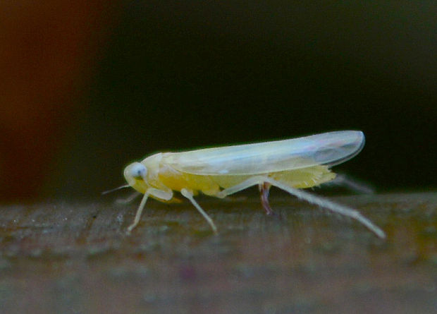 cikádočka lúčna Emelyanoviana mollicula  (Cicadellidae)