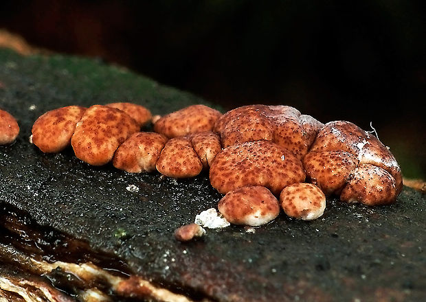 ponorenec Trichoderma