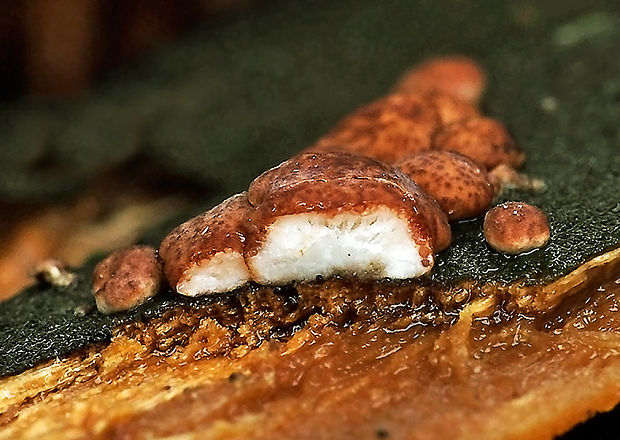 ponorenec Trichoderma