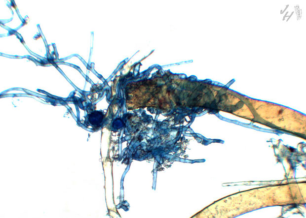 lesklospórka skrútencová Lamprospora retispora (Itzerott & Thate) T. Schumach.