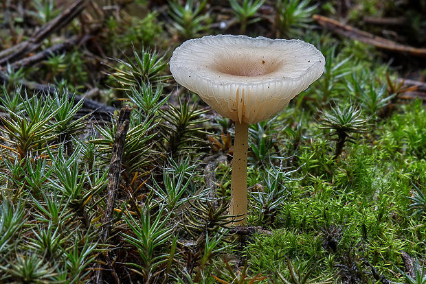 strmuľka Clitocybe sp.