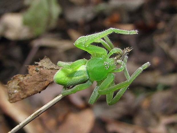 maloočka smaragdová Micrommata virescens
