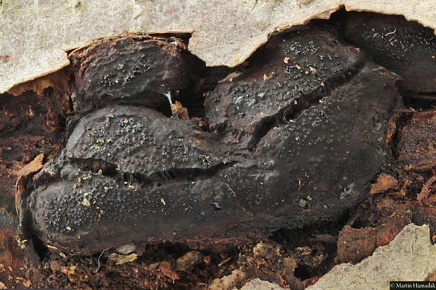bolínka listnáčová Camarops polysperma (Mont.) J.H. Mill.