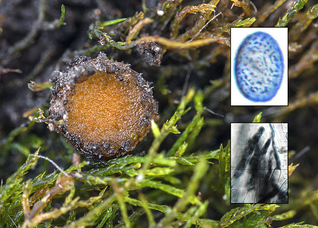 kvapka zimná Octospora pseudoampezzana (Svrček) Caillet & Moyne