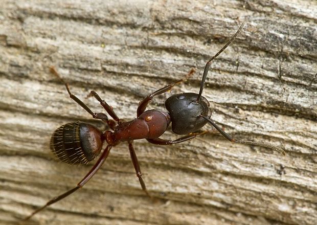 . Camponotus ligniperdus