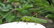 kobylka zelená  