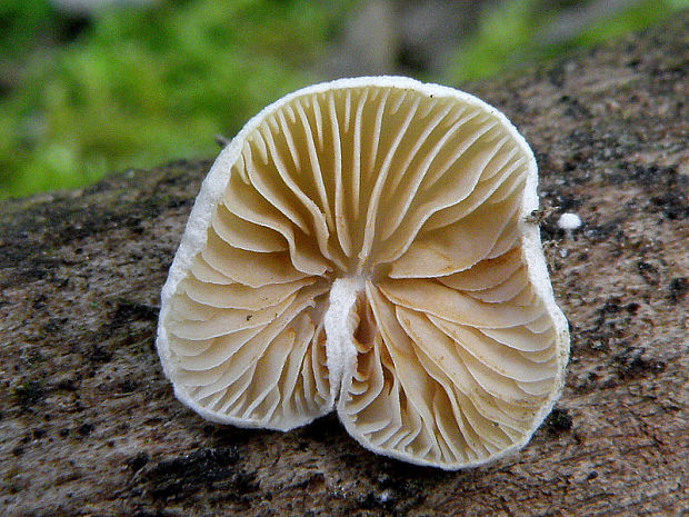 pahliva premenlivá Crepidotus variabilis (Pers.) P. Kumm.