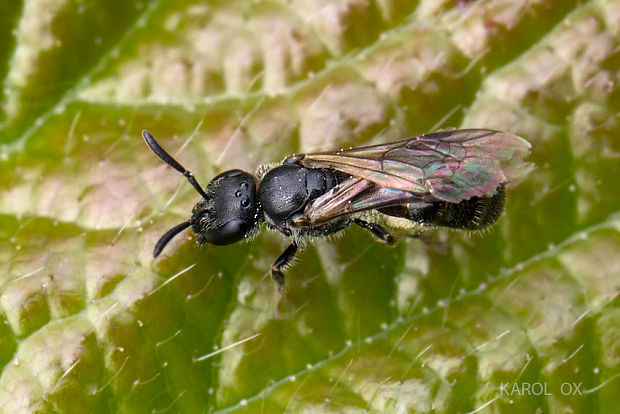 včielka Lasioglossum sp.
