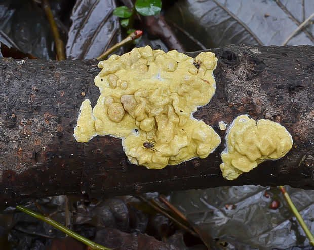 ponorenec Trichoderma sp.