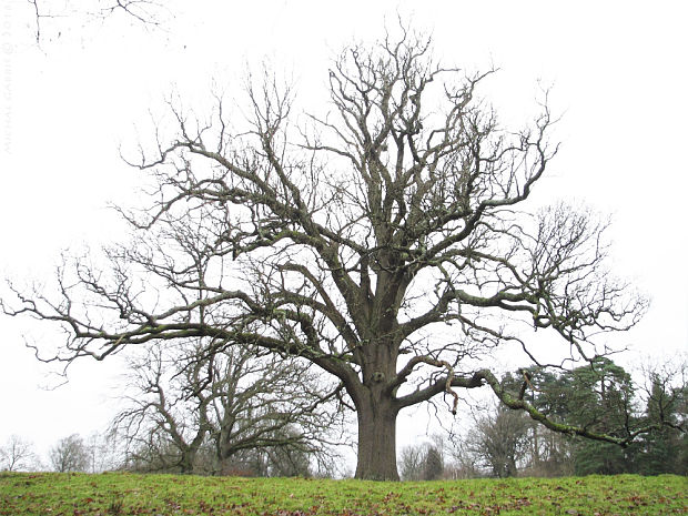 dub letný Quercus robur L.