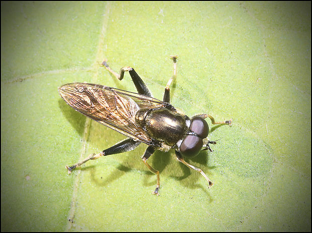 pestrica cf. Xylota segnis (Syrphidae)