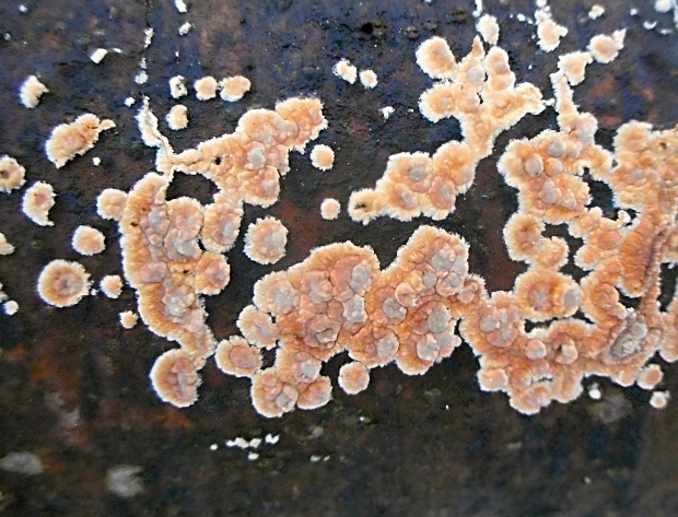 pukavec rozložitý Cylindrobasidium evolvens (Fr.) Jülich