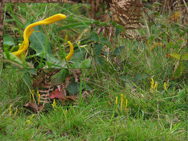 pakonárovka žltooranžová (biotop) Clavulinopsis helvola (Pers.) Corner