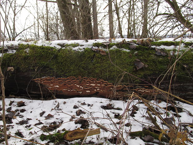 biotop - drevomorka rôsolovitá Phlebia tremellosa