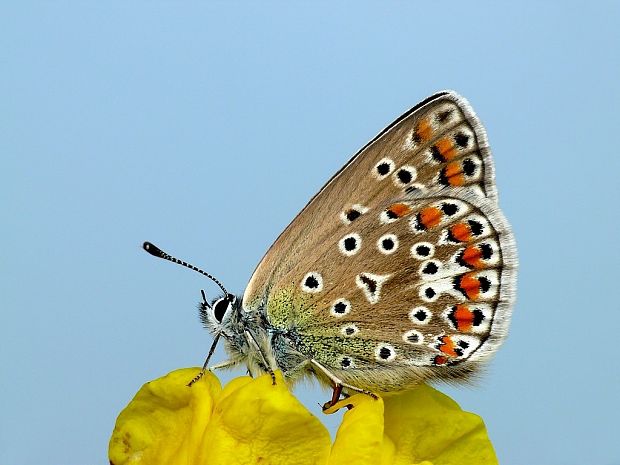 modráčik obyčajný (sk) / modrásek jehlicový (cz) Polyommatus icarus Rottemburg, 1775