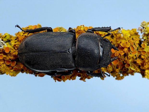 roháčik obyčajný (sk) / roháček kozlík (cz) Dorcus parallelipipedus Linnaeus, 1758