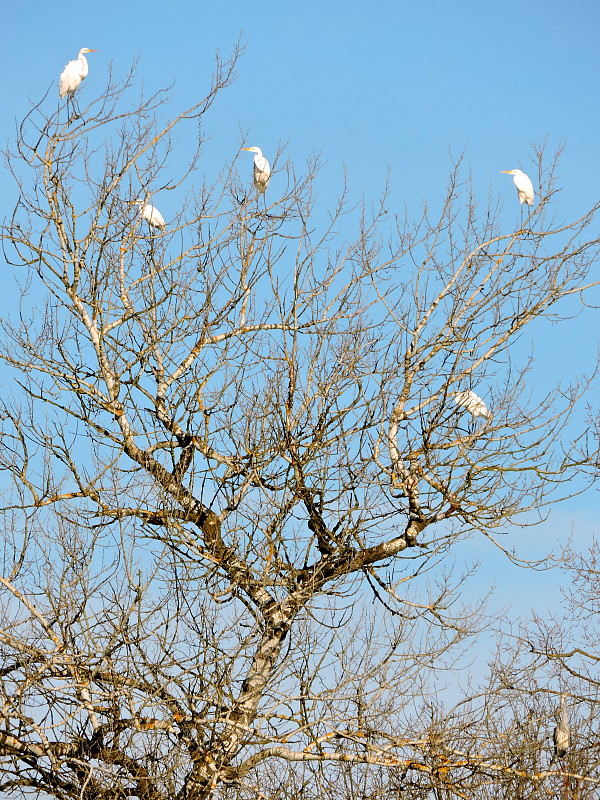 volavka biela   Egretta alba