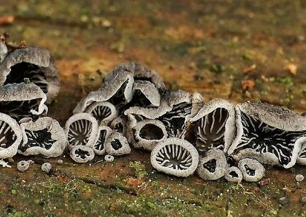lastúrnik chlpatý Resupinatus trichotis (Pers.) Singer