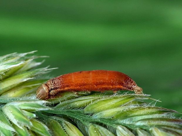 neznáma larva