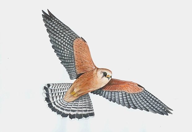 poštolka rudonohá Falco vespertinus