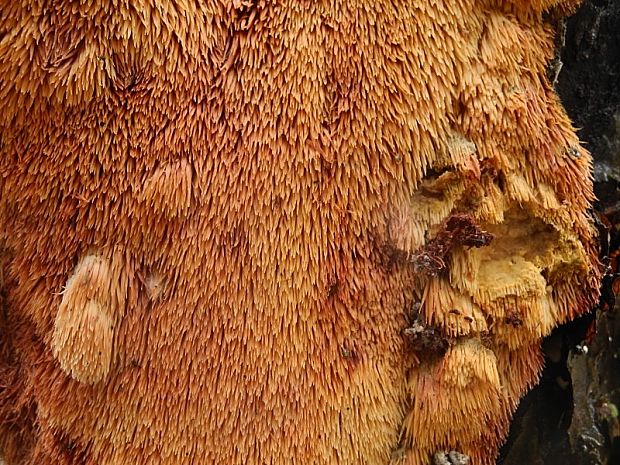 ostňovka jabloňová Sarcodontia crocea (Schwein.) Kotl.