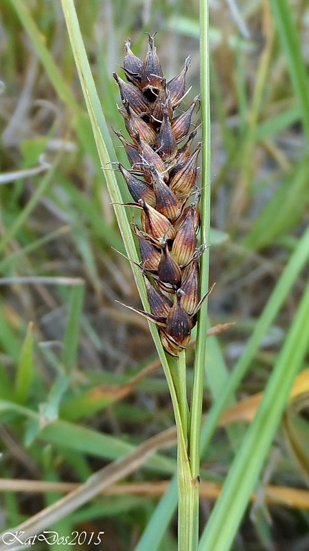 ostrica čiernoklasá Carex melanostachya M. Bieb. ex Willd.