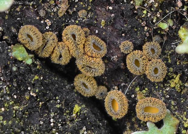 lachnetka vosková Neodasyscypha cerina (Pers.) Spooner
