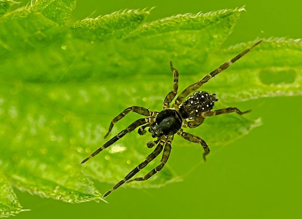 pavúk Lycosidae sp.