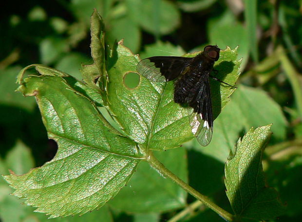 chlpačka bystrušová Hemipenthes morio L., 1758