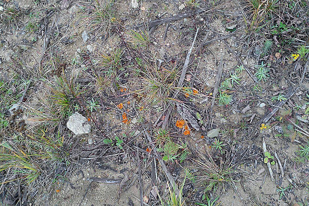 tanierovka oranžová BIOTOP Aleuria aurantia (Pers.) Fuckel Aleuria aurantia HABITAT