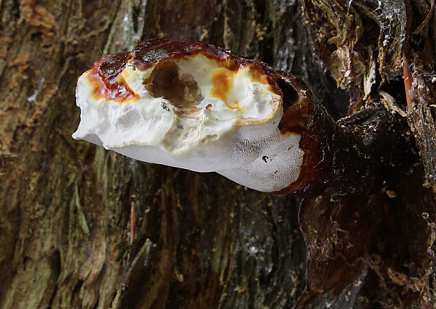 lesklokôrovka ihličnanová Ganoderma carnosum Pat.
